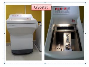 Histopathology and Cytopathology Unit